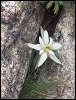 edelweiss