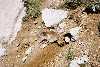 Marmotte