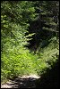 Céline en Foret