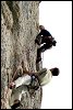 Image rduite