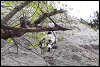 Image rduite